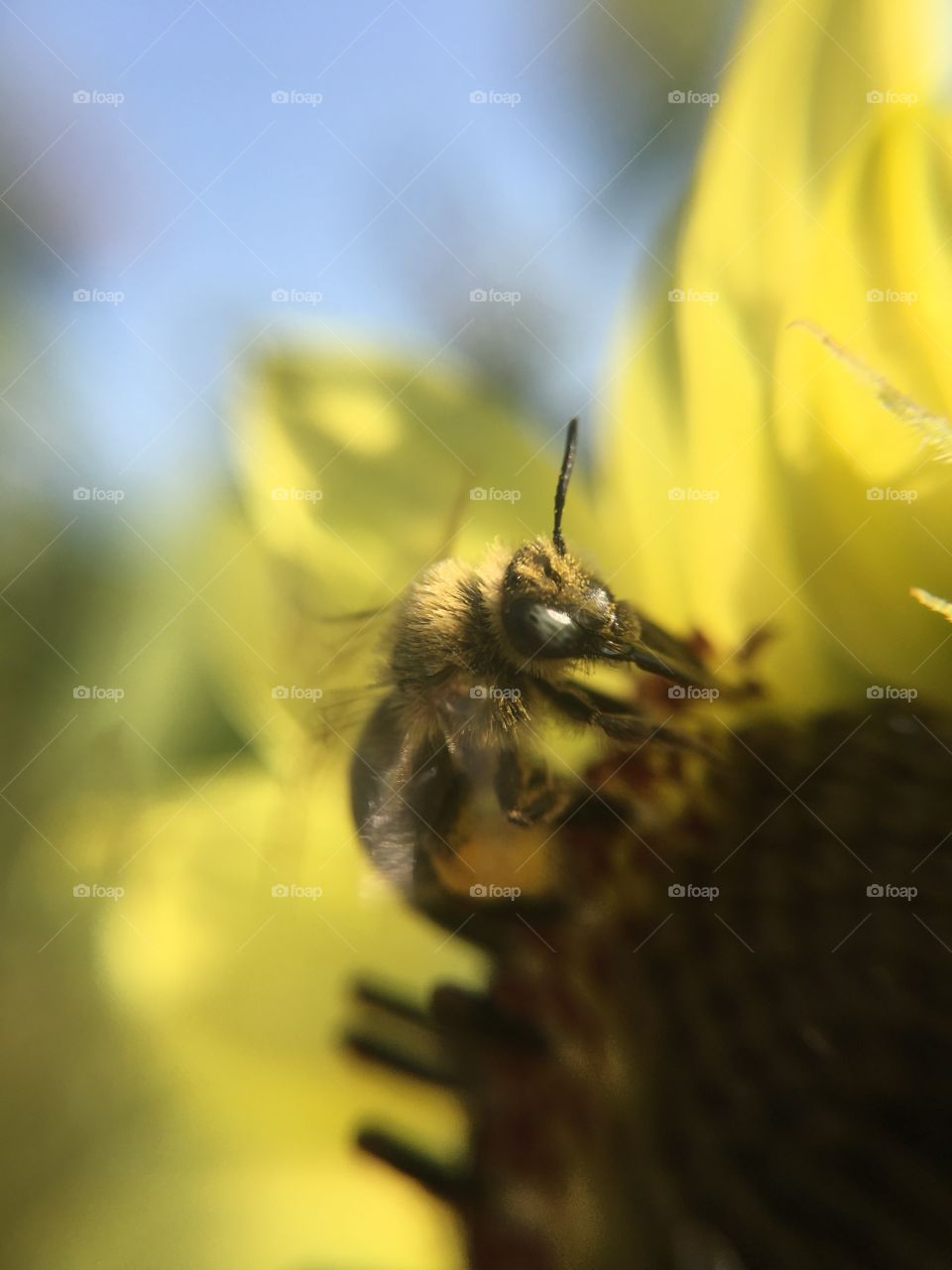 Bee on sunflower