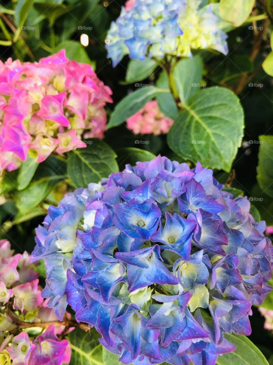 Hydrangea 💕