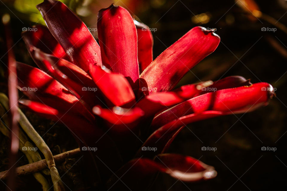 red flowers. sunset and red flowers