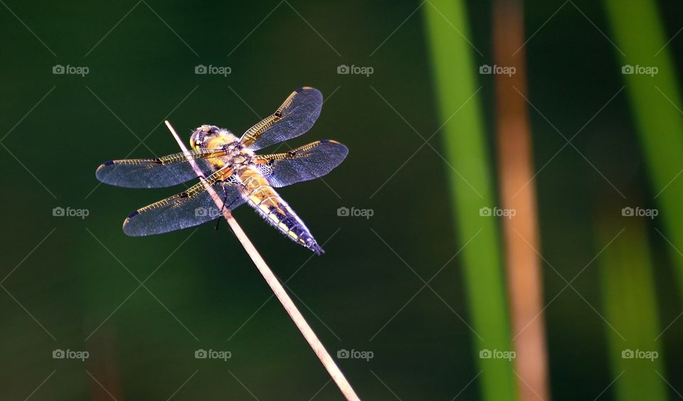 Dragonfly