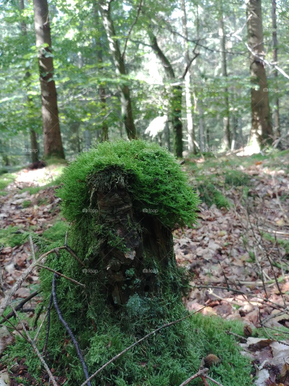 Moos grün wald tree bäume Wald Boden
