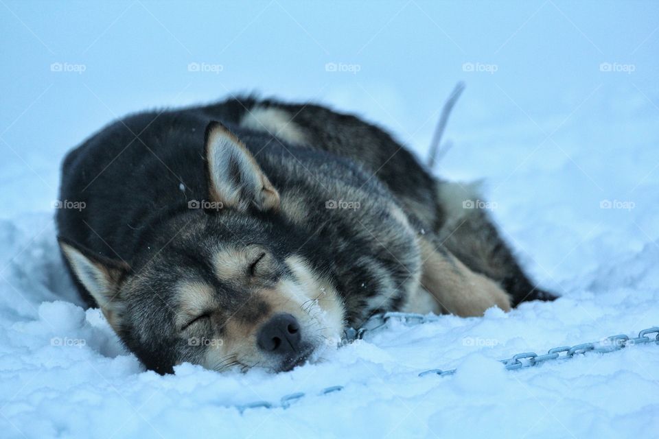 Husky sleeping in the snow