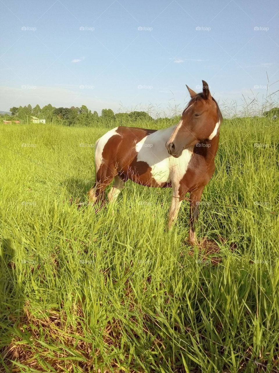 Editors'Choice Photo of the week Cavalo belo e formoso todo malhado
