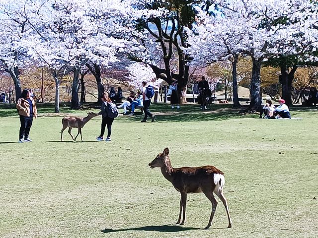 Colors of Spring