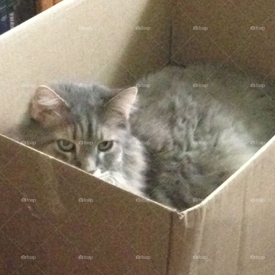 Cat in a Box