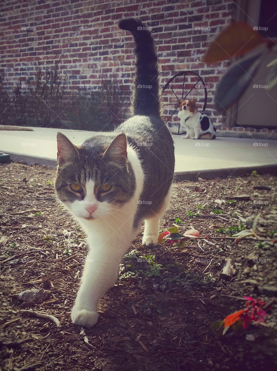 Gray Tabby Cat Walking Forward with attitude While a Small Papillion Dog Waits in the Distance