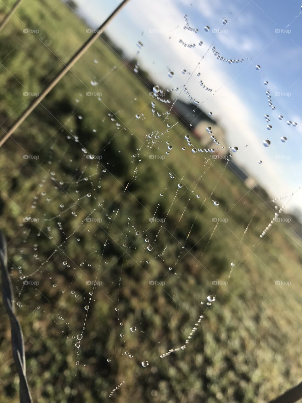 Beautiful water drops on a spider web that is attached to a barbed wire fence, with a barn and fields faded in the background.
