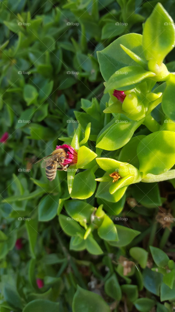 Bee on flower