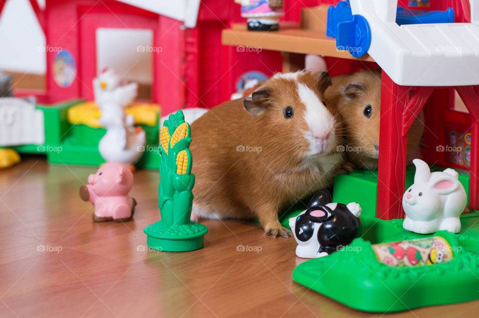 Guinea Pis playing with toys