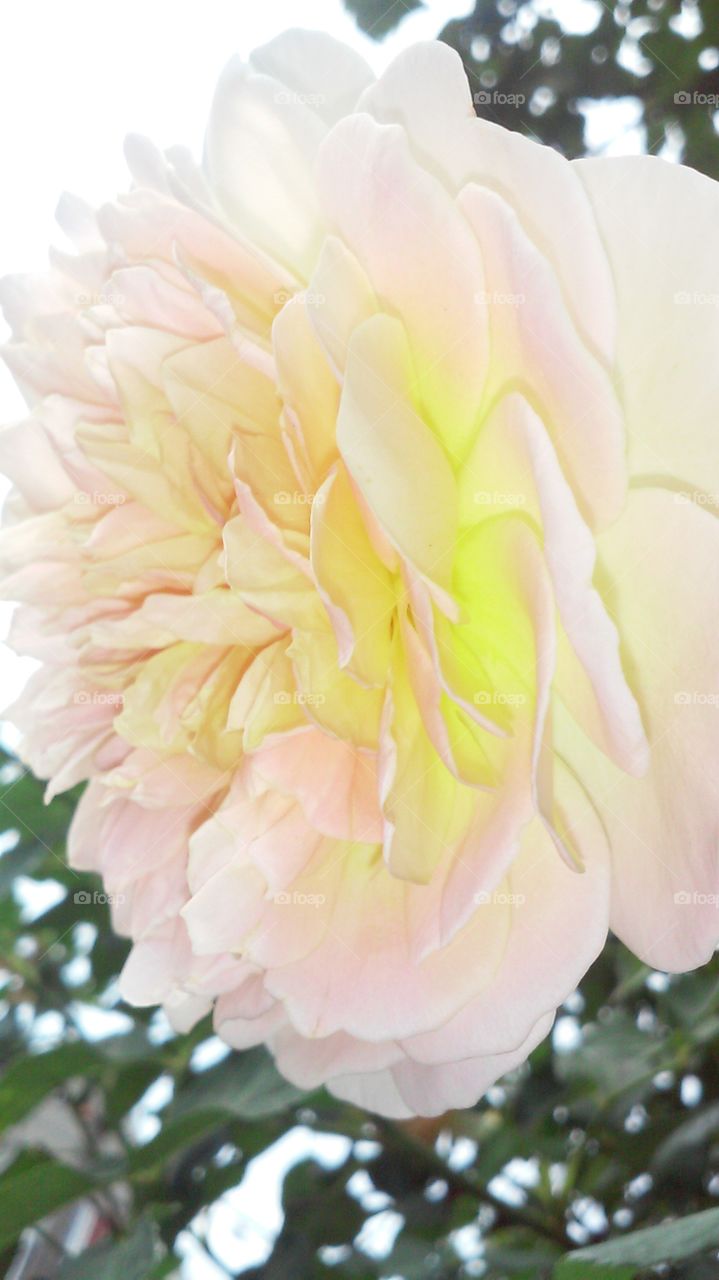 Sunset Rose. Pale pink and golden yellow petals reflect an early evening sun on the East Side of the Rose City.