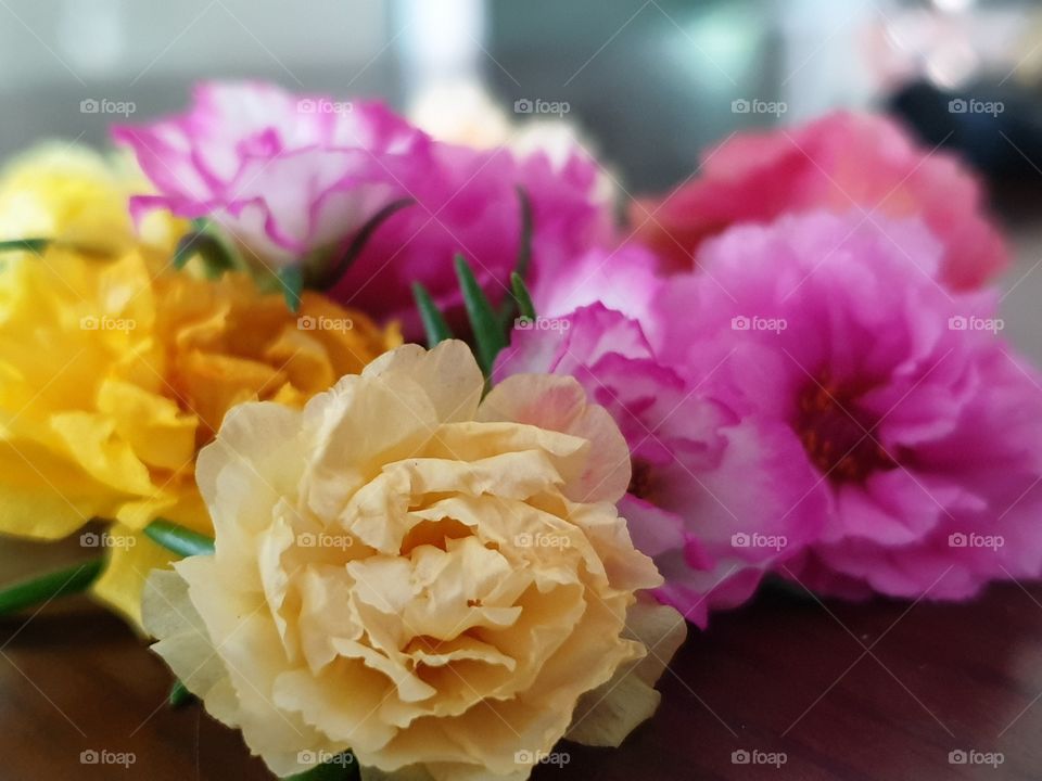 my beautiful Portulaca grandiflora