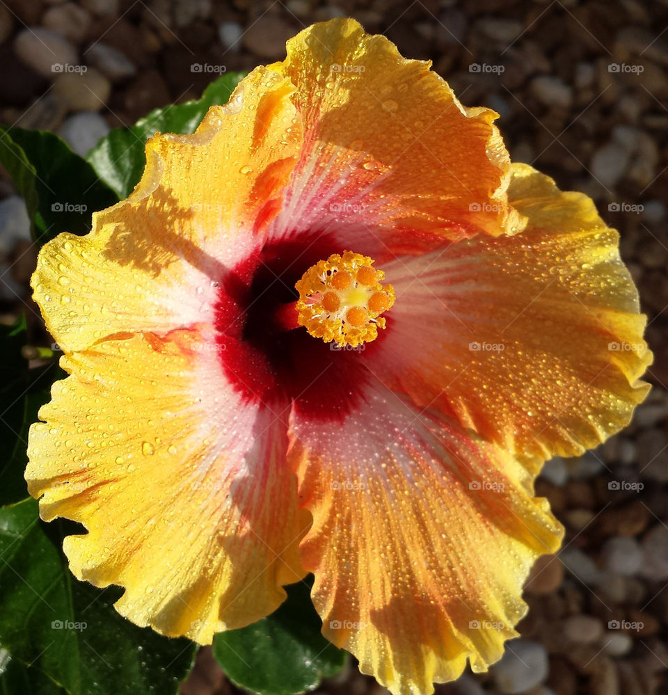 yellow to red hibiscus