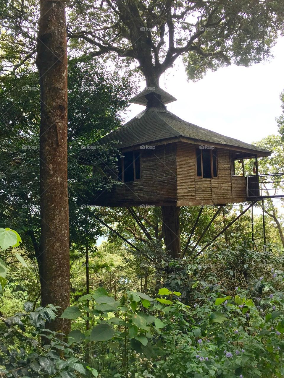 Jungle treehouse