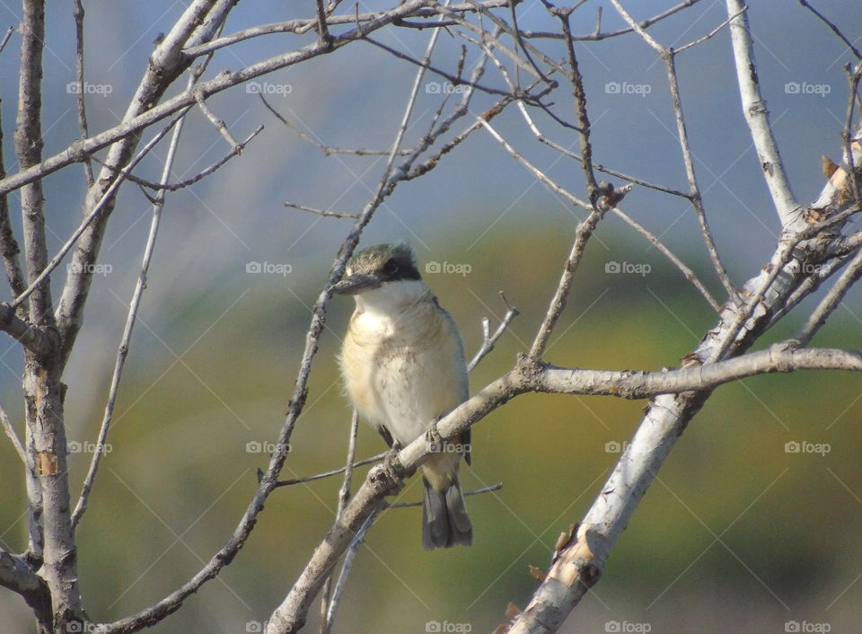 Sacred Kingfisher . The white dirt with spreading yellow brown at the body up of kingfisher . Starting well from the throat , continues for the abdomen , vent , and tail into the colouring of it . Ready to perch for the branches along time of morning