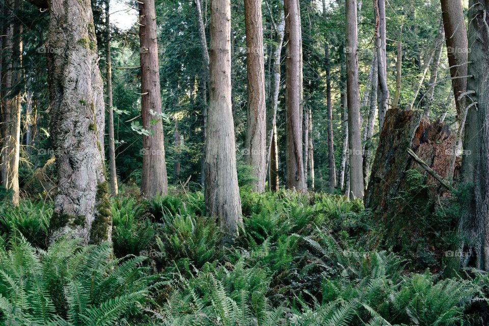 Washington forests
