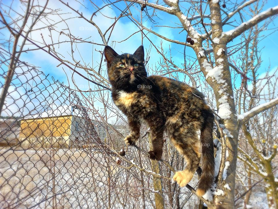 cat on a tree, nature