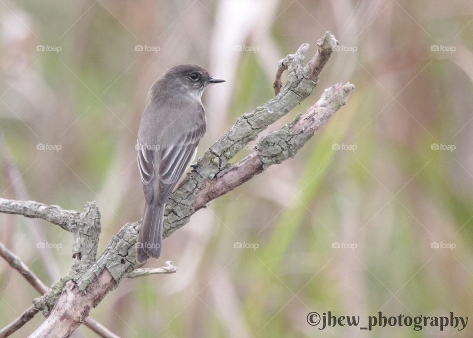 Least Flycatcher