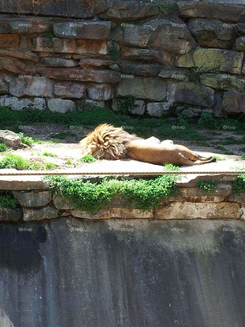 Sleeping Lion At Zoo. lion sleeping at zoo