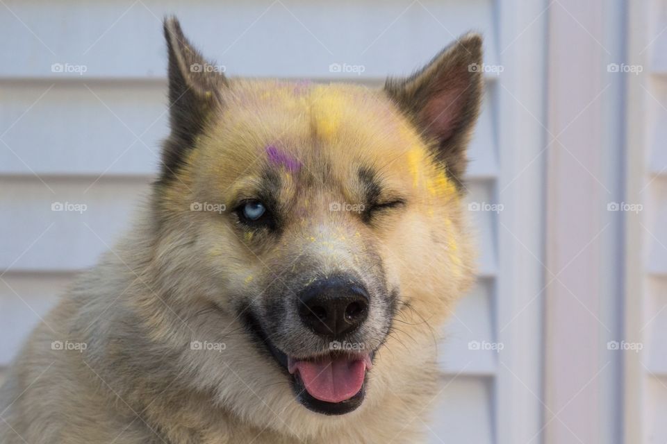 Portrait of messy husky