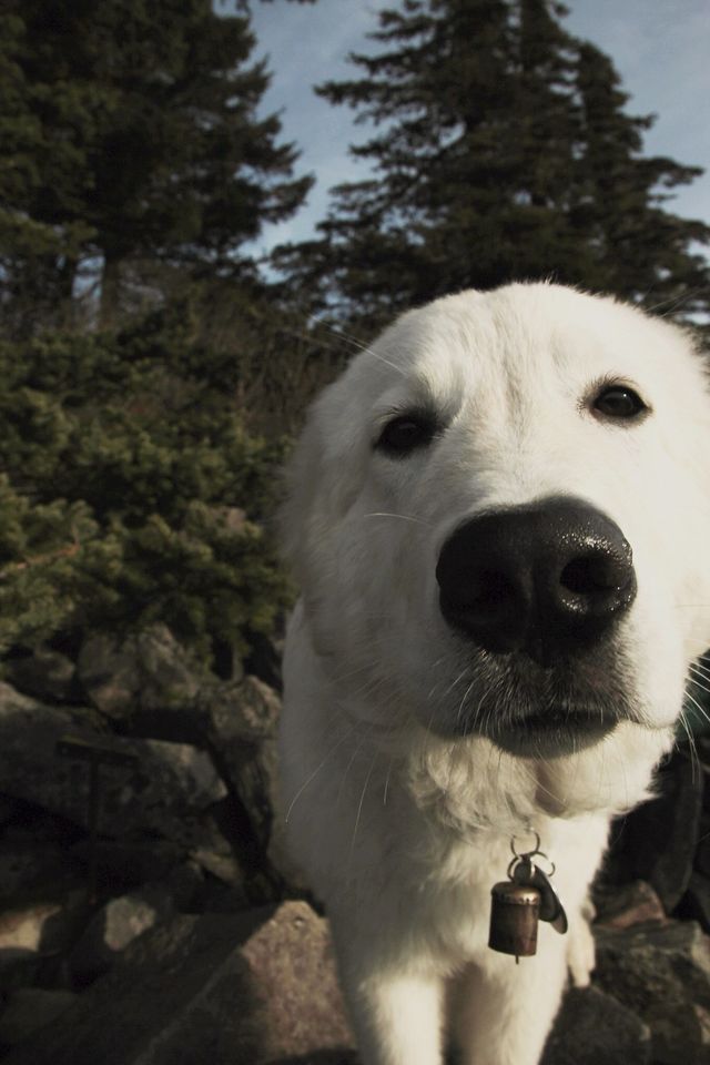 Dog mountain