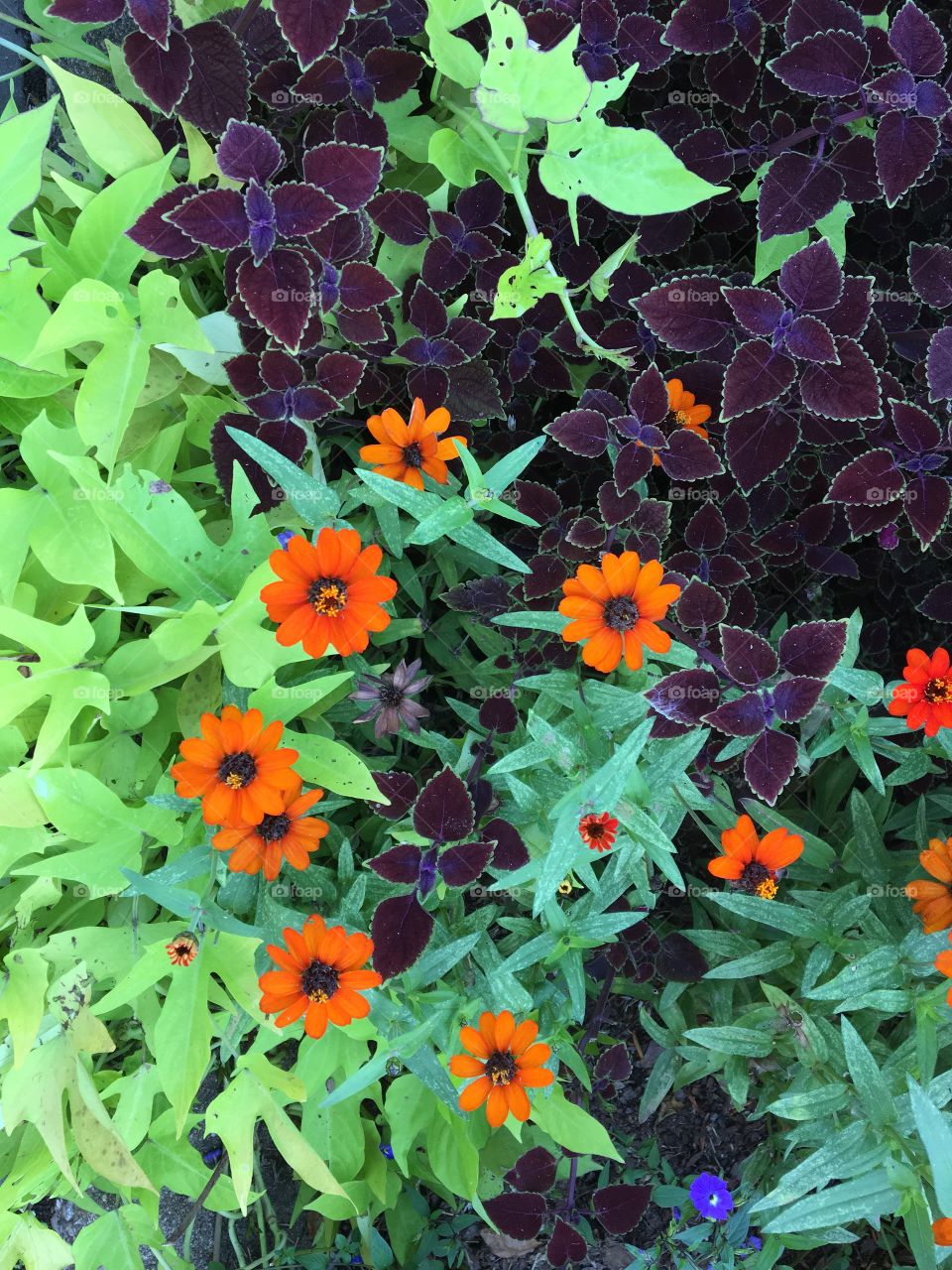 Flowers in central park 