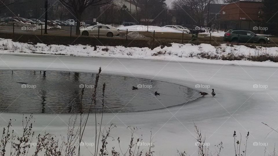 ducks bathing. ice open pond for the ducks to swim