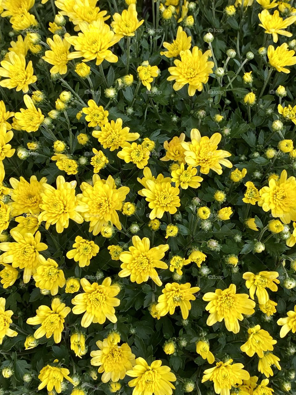 Yellow flowers 