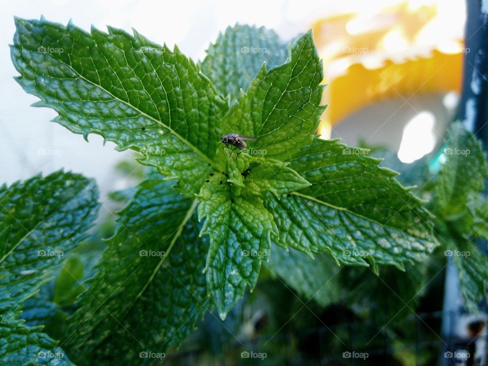 mint plant