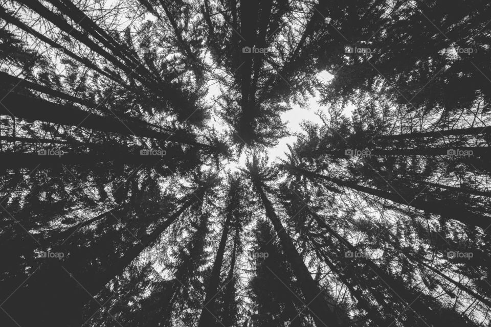 Tree, Nature, No Person, Wood, Monochrome