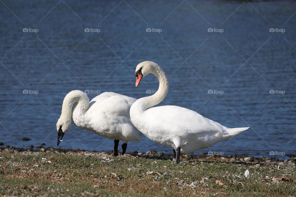 Pair of swans by the ocean