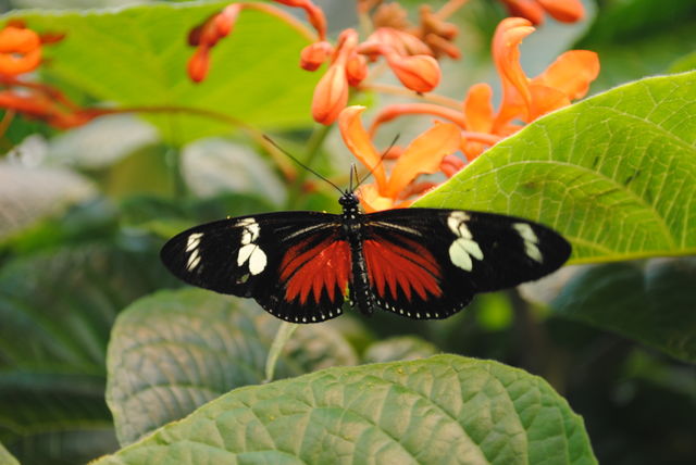 Butterfly 