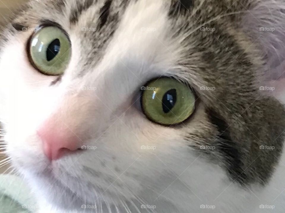 Look at those eyes! - Stunning Bright Green Glassy Cat Eyes 
