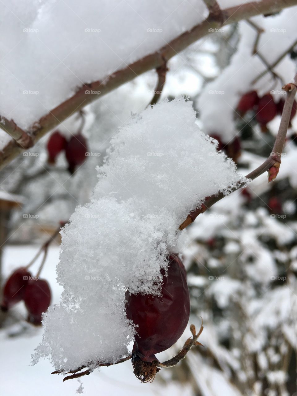 Snowy rose hip 