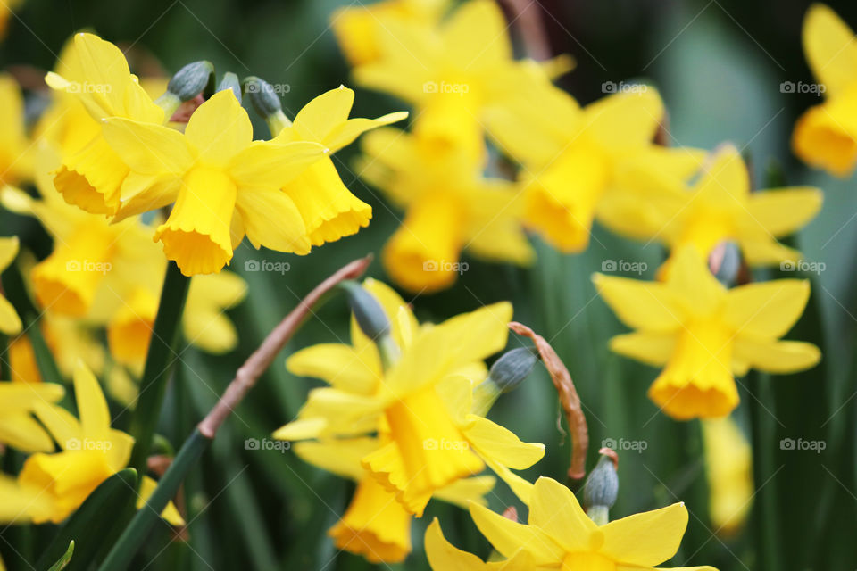 Bright yellow daffodils in spring