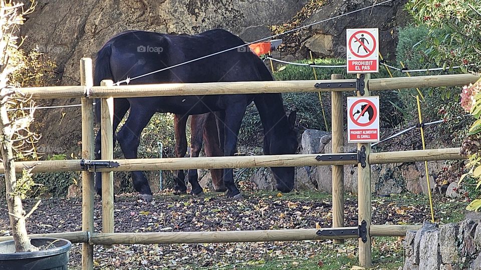 Caballo Andorra