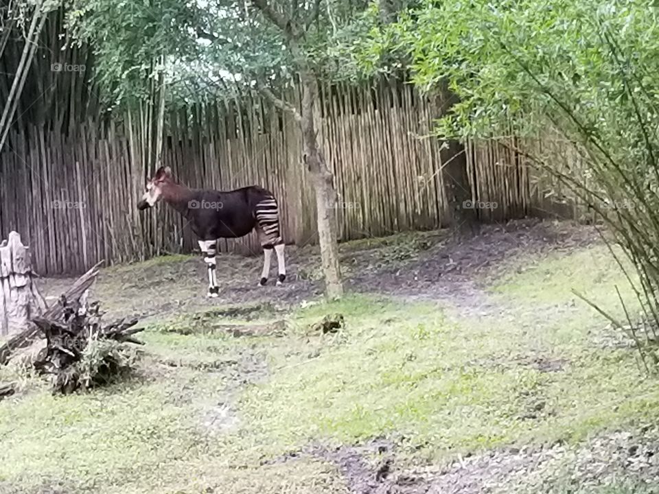 An okapi rests in the shade at Animal Kingdom at the Walt Disney World Resort in Orlando, Florida.