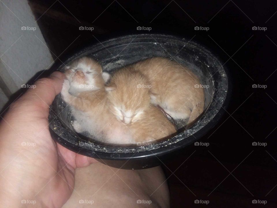 2 from 6 kittens left