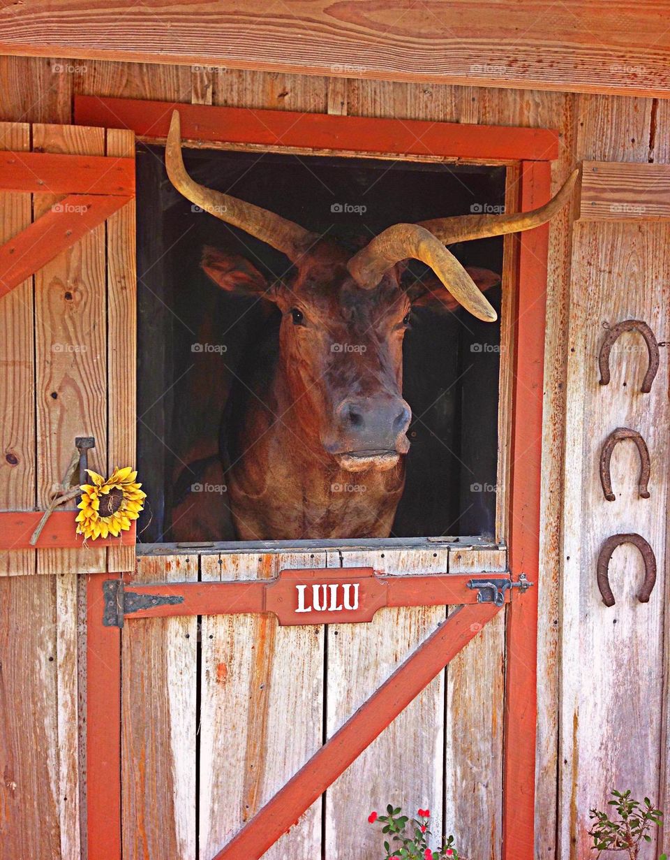 LuLu the 3 horned cow.