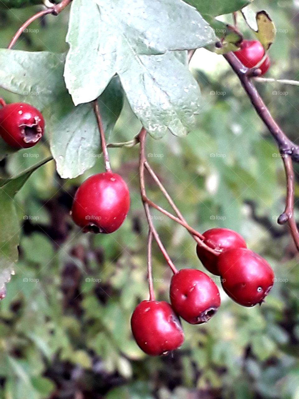 red hawthorn berries