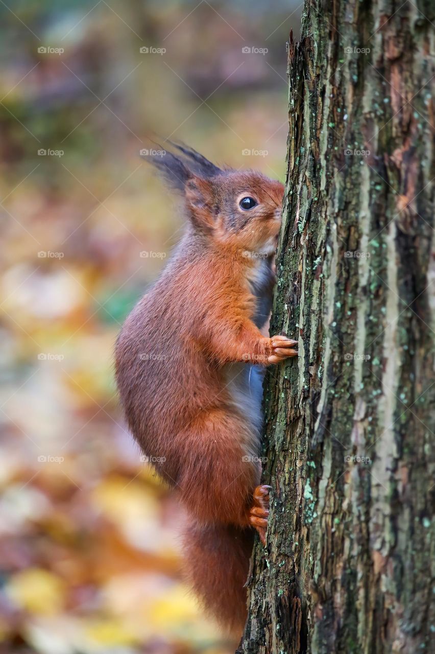 Red squirrel tree hug