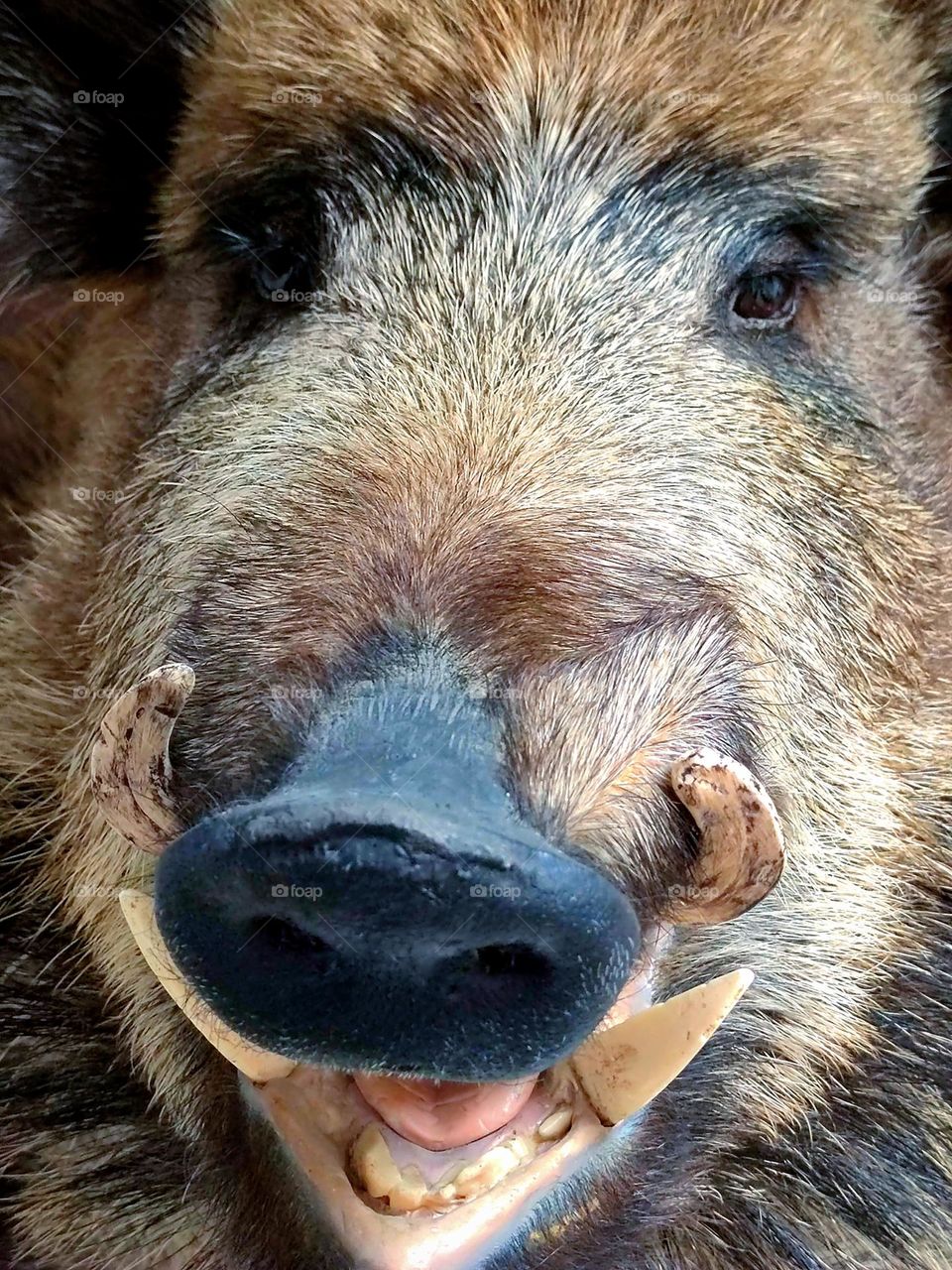 Animals. Predators. A wild boar. Close-up. The wild boar opened its mouth, in which sharp teeth are visible. Boar tusks sticking out