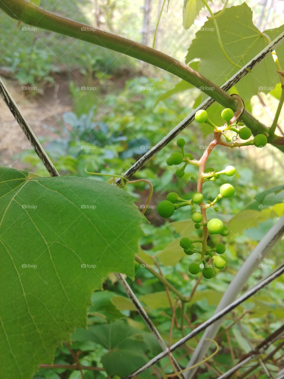 the most adorable garden fruit ever. these are baby grapes grown in this years garden in new York!
