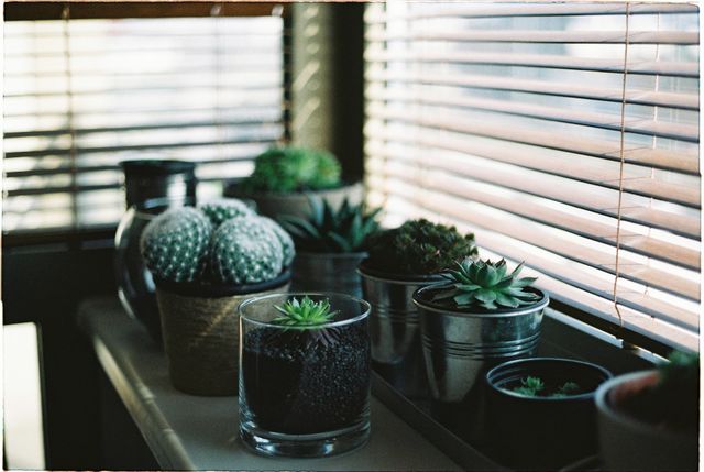 House plants decorations
