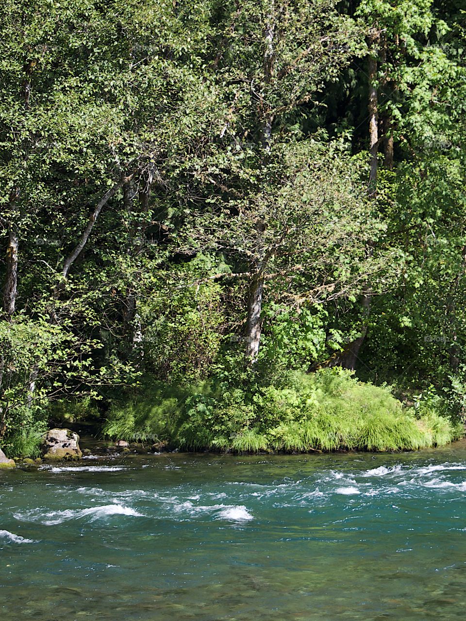 The beautiful waters of the McKenzie River rush along its lush green banks in the Willamette National Forest in Western Oregon on a sunny summer day. 