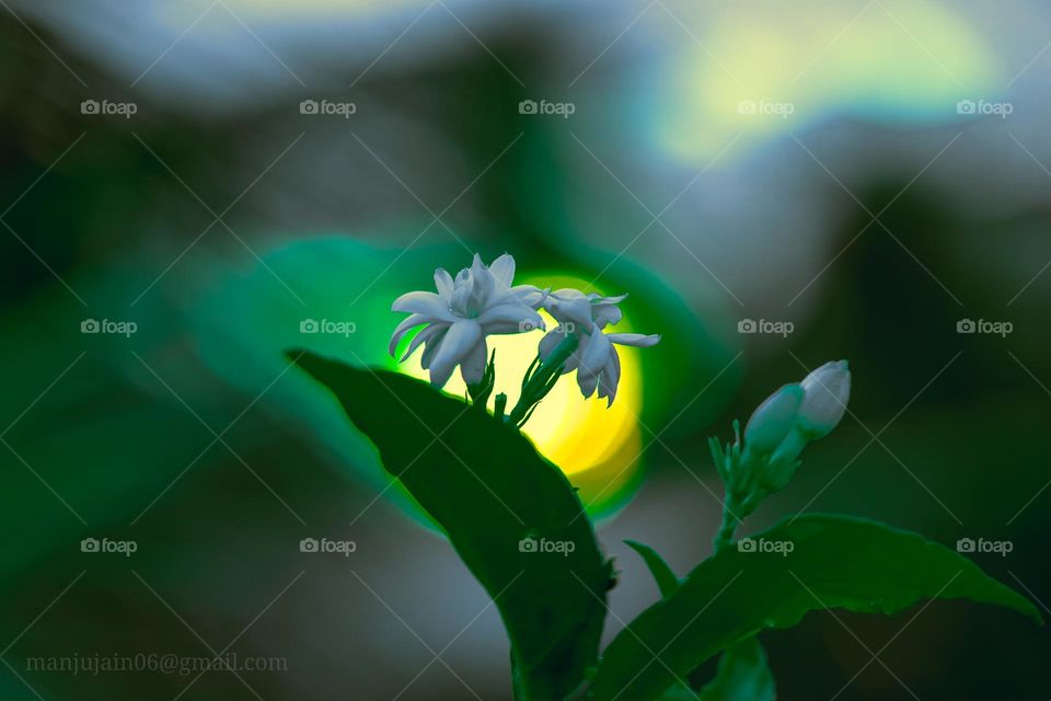 White jasmine with beautiful background