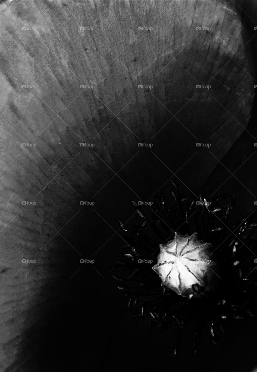 The eye of a poppy in black and white looks like a part of the universum