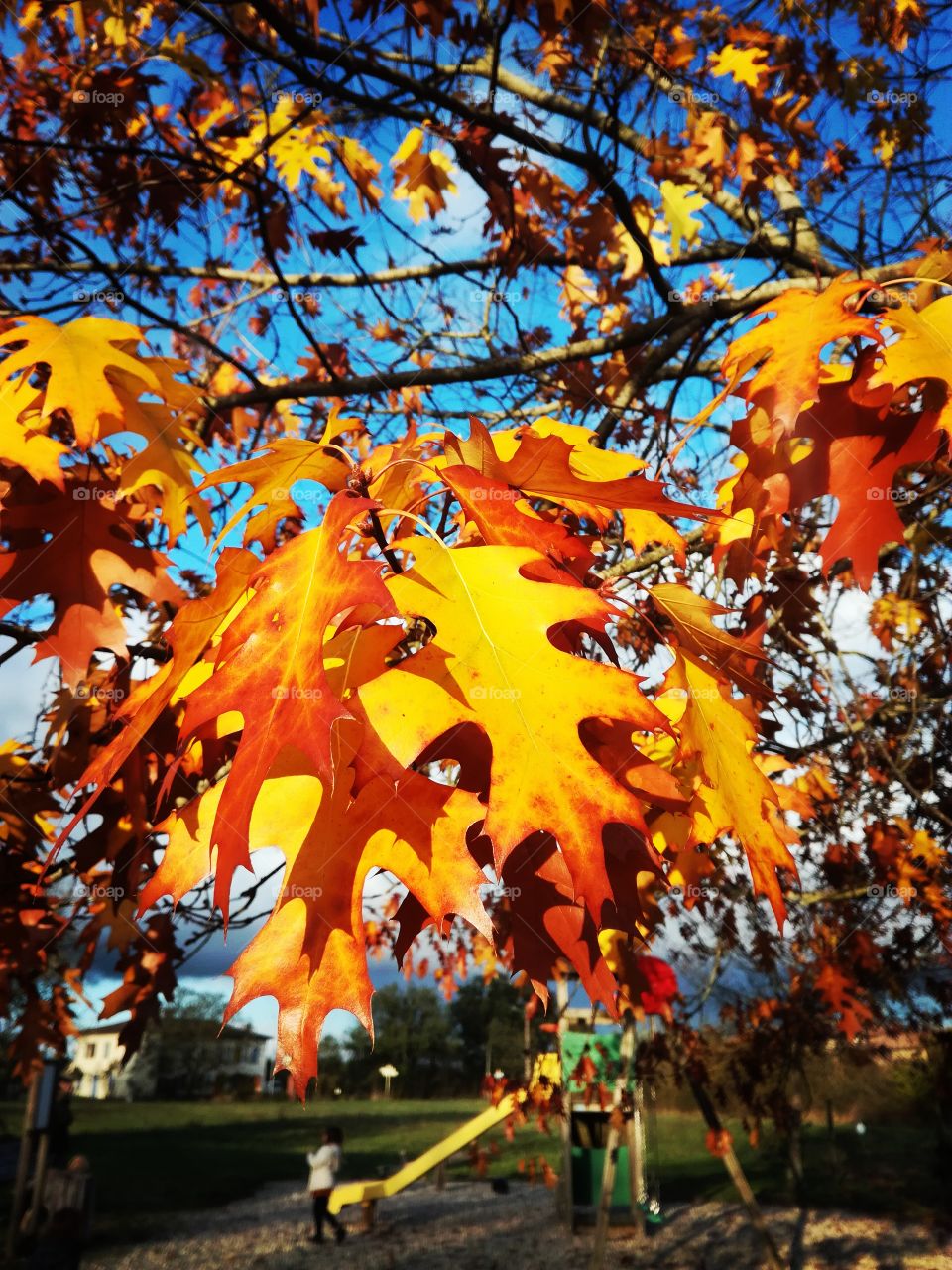 feuilles, leaf, automne, automn
