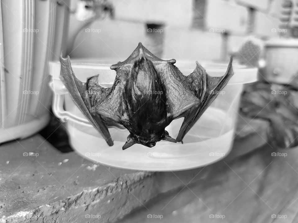 A wet bat, hanging