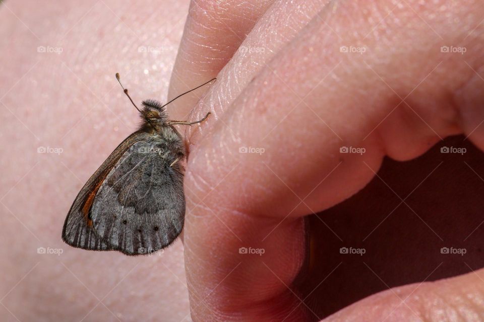 butterfly close up on a hand