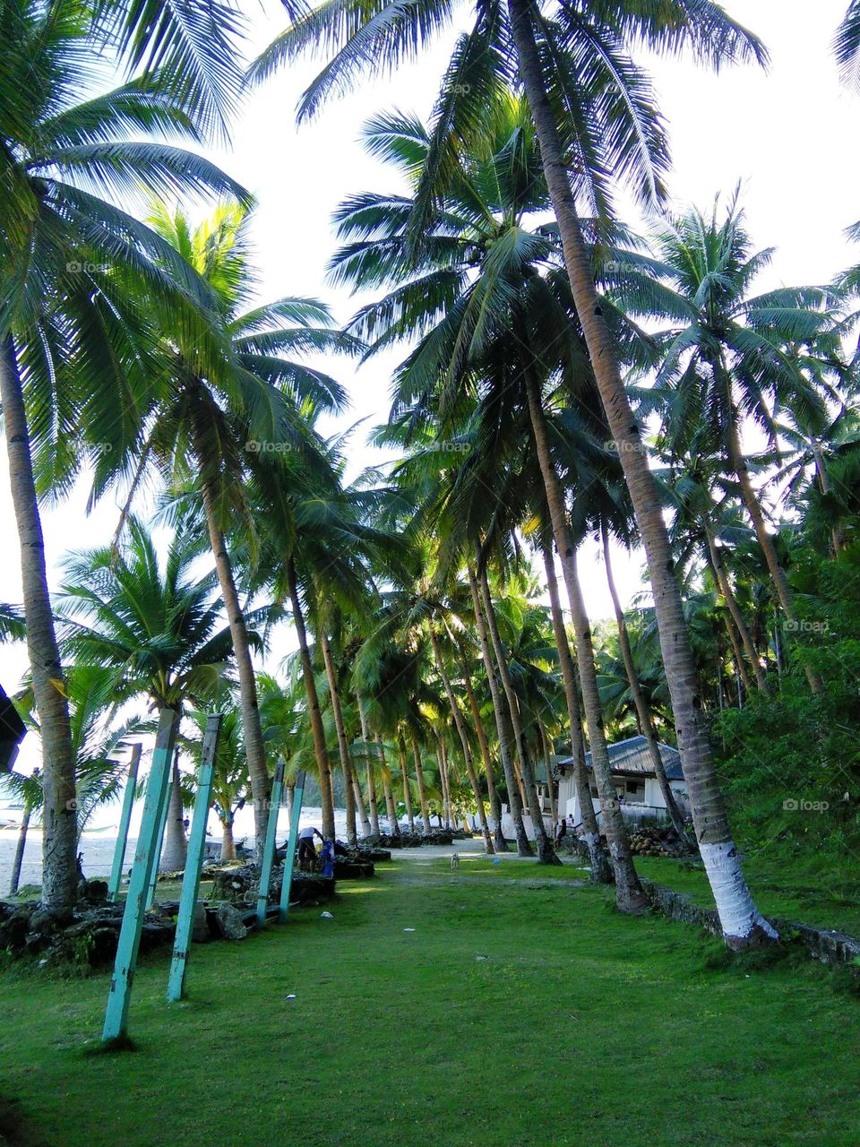 Beautiful Sunny Day at the beach with tropical Palm Trees and scenic-nature.